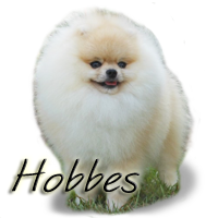 CH RobCary's Silver Sensation