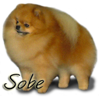 BISA CH Starfire's RobCary Sobe It